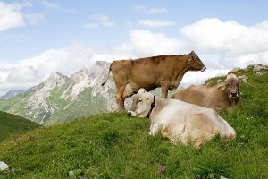 Cows resting on grass