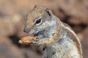 Ground Squirrel holding nut