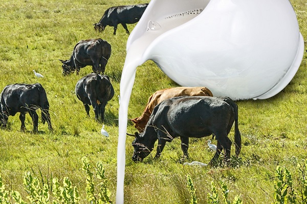 Dairy cows on a pasture